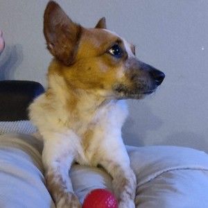 Meet your Posher, Bobby